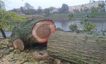 wycinka drzew w szczecinie opinia