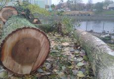 Opinia ornitologiczna wycinka drzew i krzewów