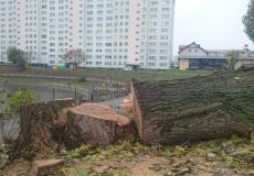 Ornitolog wycinka drzew