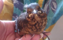 Jak karmić rannego ptaka