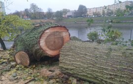 wycinka drzew w szczecinie opinia