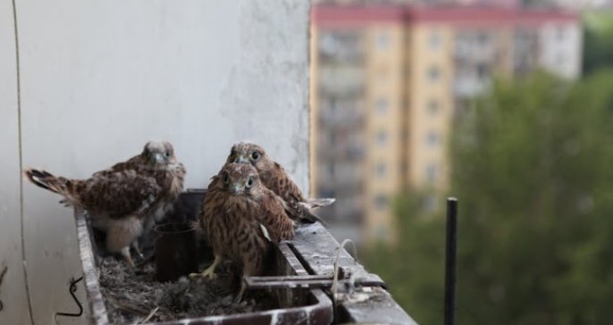 Pustułki w gnieździe