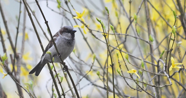 wróbel w zaroślach